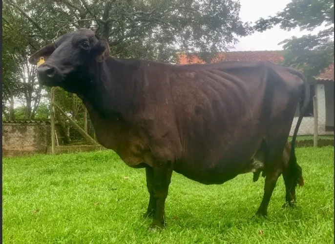 Vaca Prenhe - Inseminada Sexada de fêmea de Touro Holandes