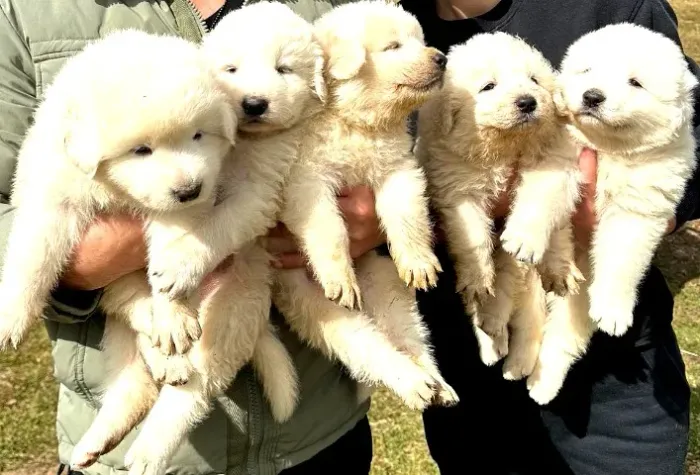 Cachorros Filhotes Pastor Maremano Abruzês - 45 dias, desverminados + 1ª vacina