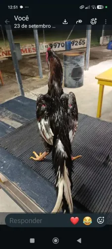Galo indio