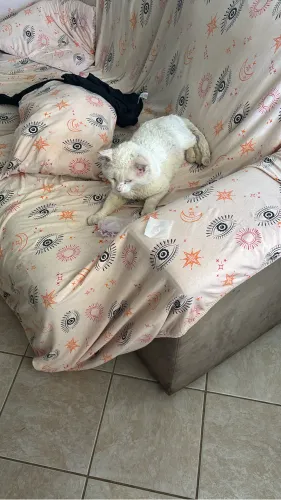 Gato pra adoção