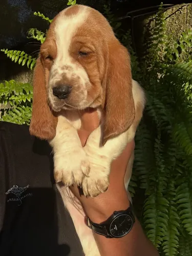 Basset hound