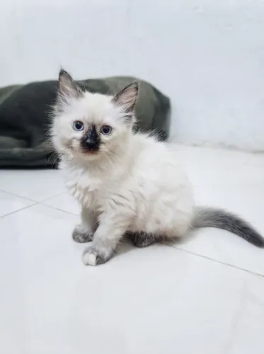 Gato Filhote Siamês