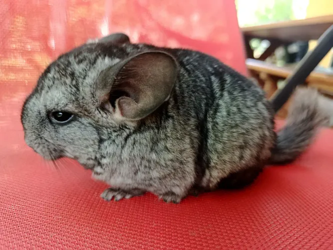 Chinchila (filhote macho)
