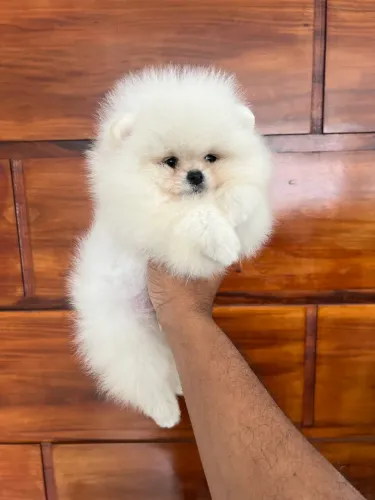 Spitz Alemão Anao ( ALTO PADRÃO ) VALOR VIA CHAT OU ZAP