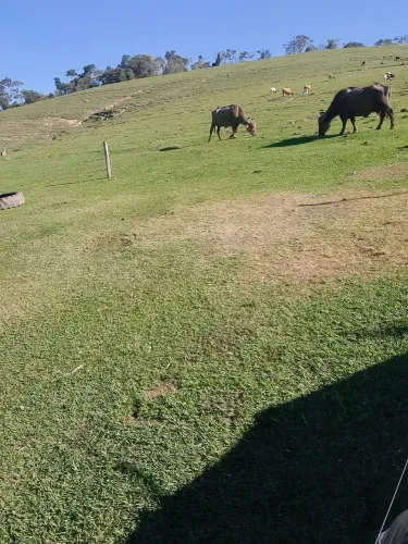 Búfala 