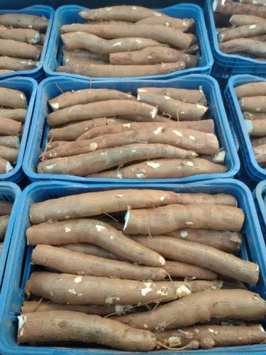 Caixa de Mandioca ( ENTREGO )