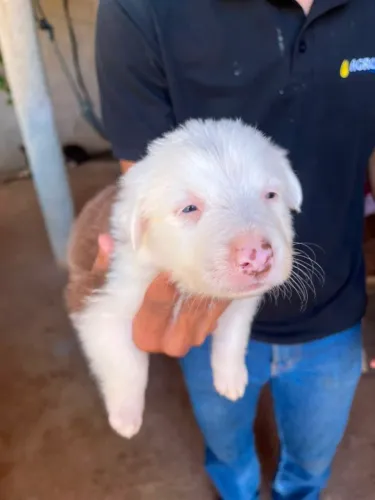 Border collie Macho