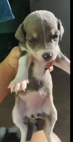 Pinscher fêmeas disponivel
