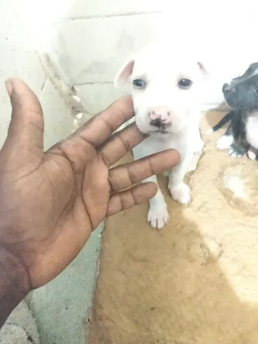 DOAÇÃO DE FILHOTES DE CACHORRO ?
