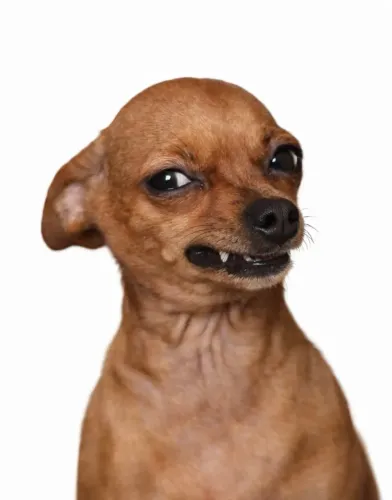 Procuro pinscher pra comprar Cuiabá MT