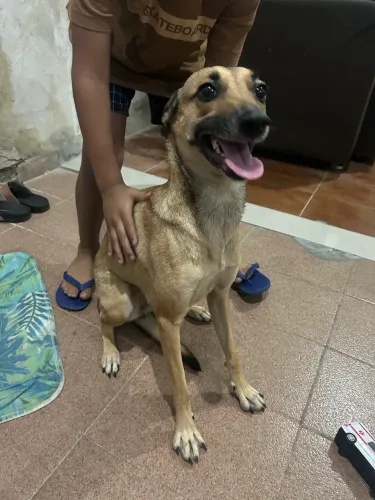 Cachorra Para doação