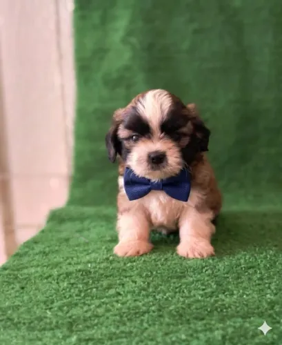 Filhotes de Shih Tzu Macho 