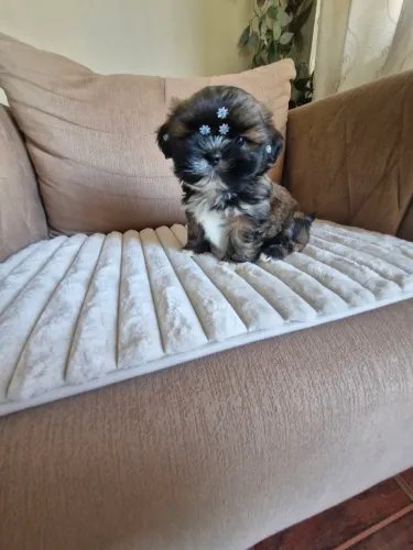 Um Encanto macho mini