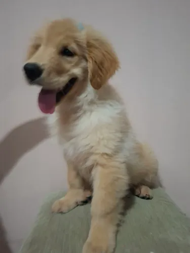 Animal de estimação