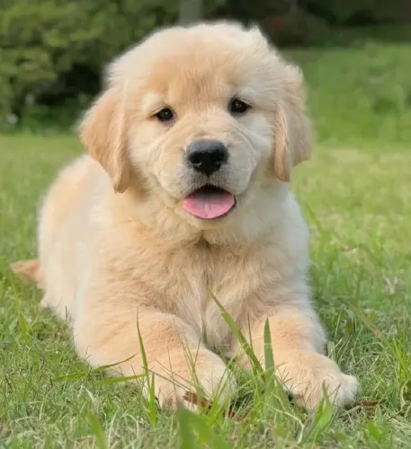 Filhote de golden retriever fêmea linda