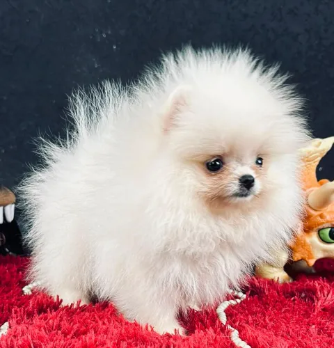 SPITZ ALEMÃO ANÃO COM LINHAGEM RUSSA E COREANA!!!!