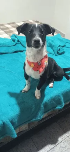 Doando cachorro criança