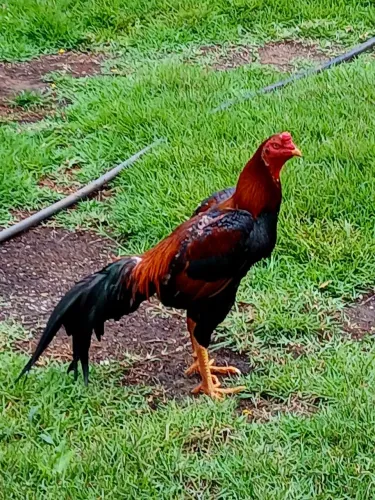 Frango índio 