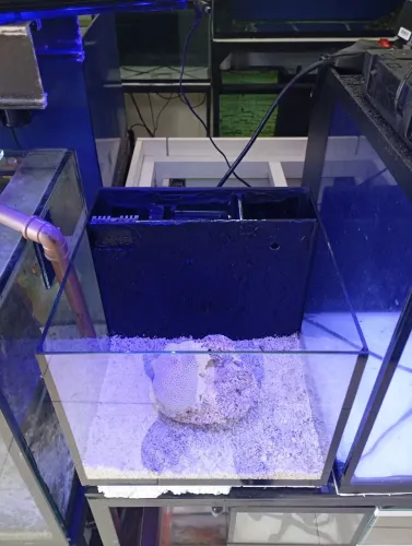 Aquário de 22 litros com sump traseiro novo