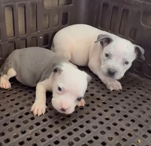 American bully macho 