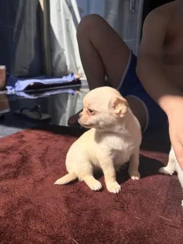Cachorro