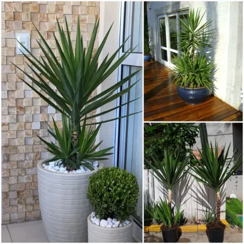 PLANTA Natural Yucca ?