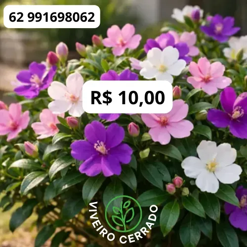 Muda de Manacá de Cheiro 