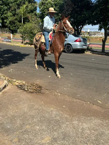 Égua mangalarga paulista