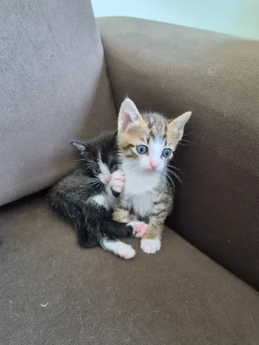 Gatinho macho para doar