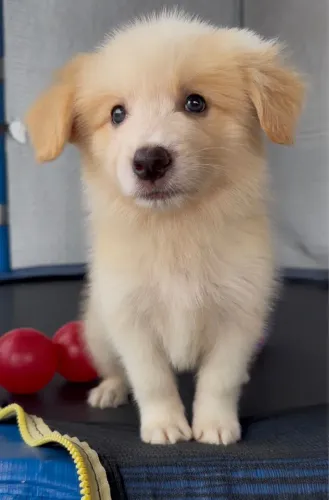 Border Collie Macho