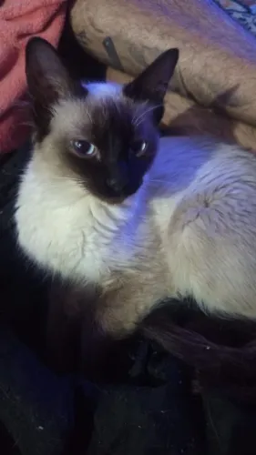 Doação de Gatos