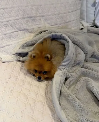 Lulu da Pomerânia