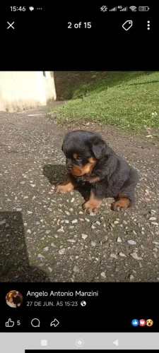 Rottweiler cabeça de touro com pedigree 30 dias