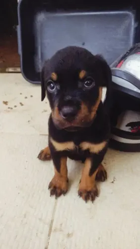 Rottweiler O parceiro de quatro patinhas que você procurava