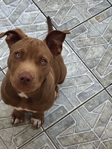 Filhote de Pitbull terrier macho