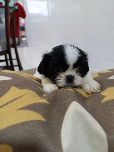 Shih tzu fêmea