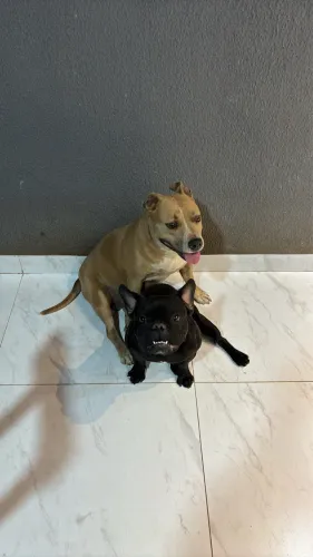 Buldogue francês