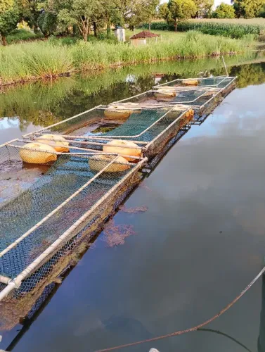 Tanque rede para criação de peixe 