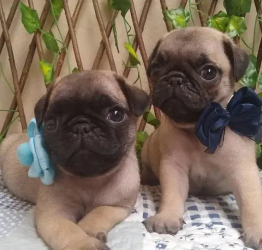Filhotes de Pug | Um amigo para encher seus dias de carinho.