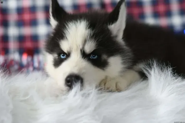 ?Husky Siberiano filhotes disponíveis - preço especial?