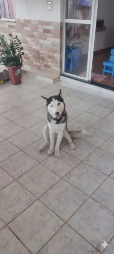 Husky siberiano macho 