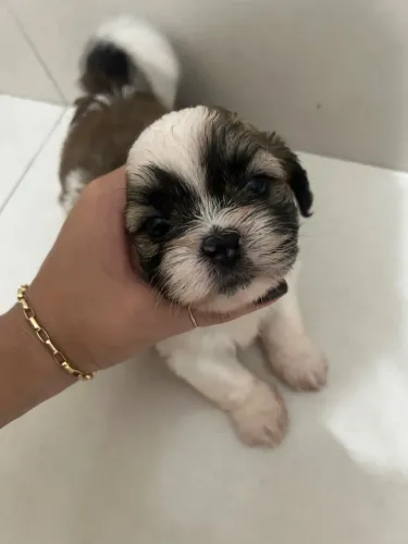 Shitzu