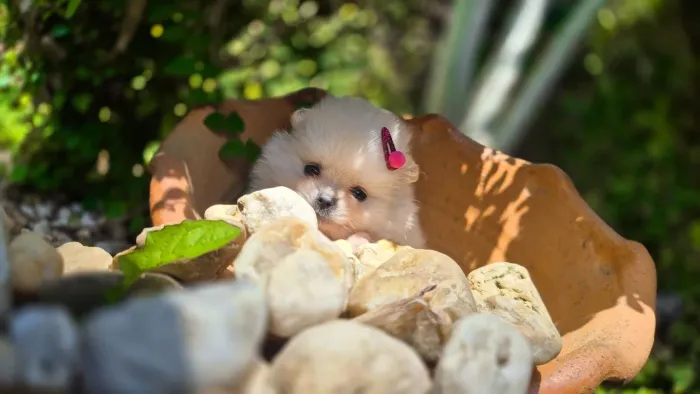 Spitz alemão anão (lulu da pomeranea)