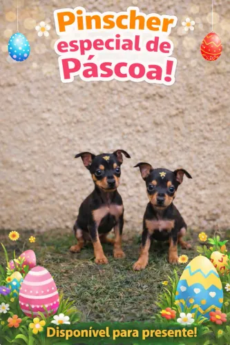 Pinscher filhote disponível para entrega na Páscoa