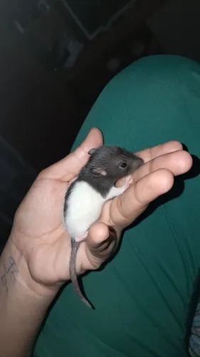 Ratos twister