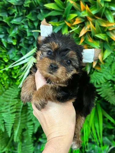 Yorkshire Terrier baby face,super pequenos e garantia de saude