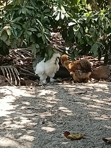 Galinhas Sedosas do Japão e Peru