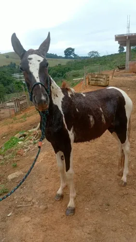 Vendo ou troco