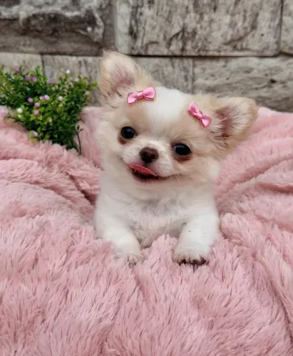 Chihuahua Pêlo Longo Fêmea - Princesa Disponivel