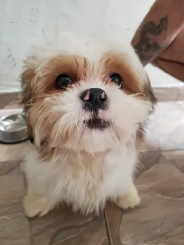 Vendo cachorro macho ShihTzu